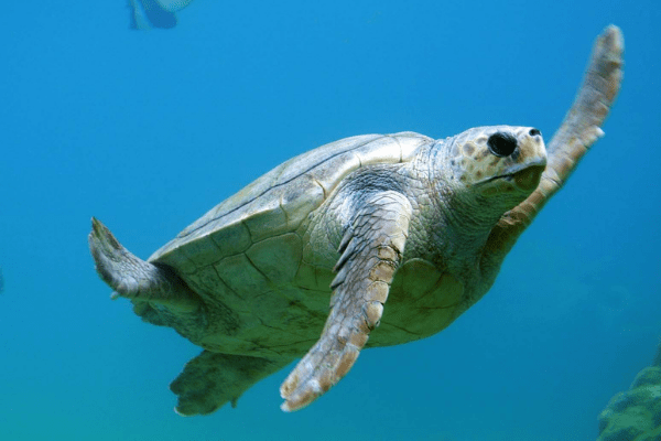 Write On! Turtle